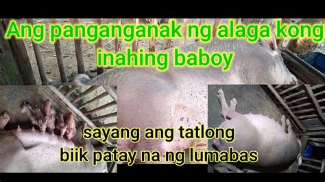 overdue na inahing baboy|Panganganak ng Baboy .